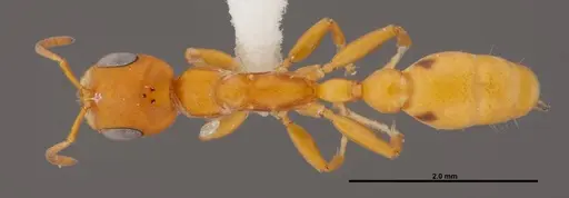 Pseudomyrmex seminole specimen FMNHINS0000078510 image fmnhins0000078510_1
