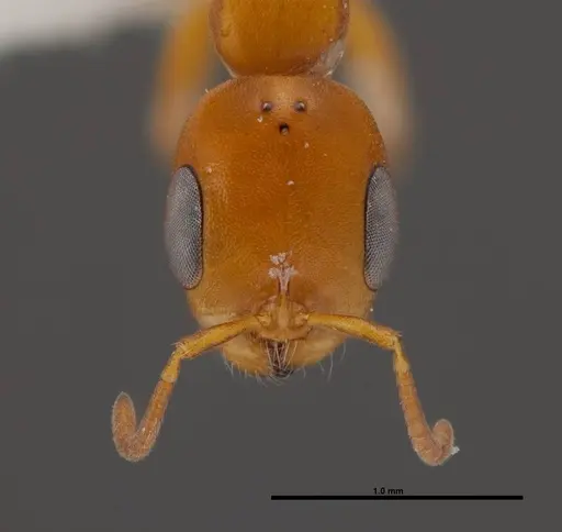 Pseudomyrmex seminole specimen FMNHINS0000078510 image fmnhins0000078510_2