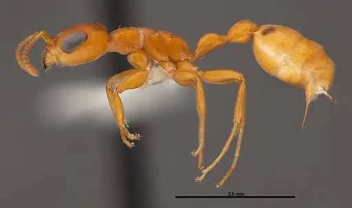 Pseudomyrmex seminole specimen FMNHINS0000078510 image fmnhins0000078510_3