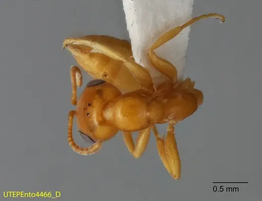 Pseudomyrmex seminole specimen UTEPENTO4466 image utepento4466_1