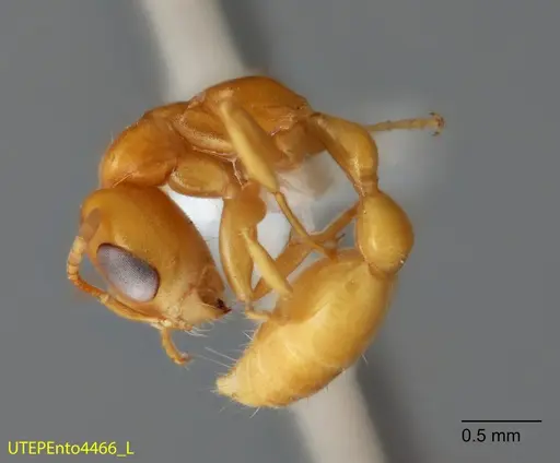 Pseudomyrmex seminole specimen UTEPENTO4466 image utepento4466_2