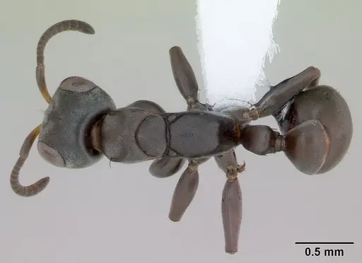 Pseudomyrmex sericeus specimen CASENT0173765 image casent0173765_1