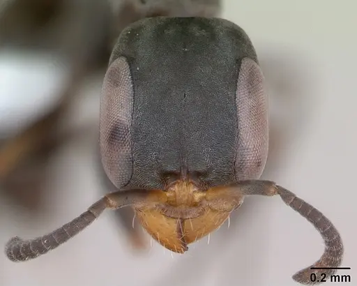 Pseudomyrmex sericeus specimen CASENT0173765 image casent0173765_2