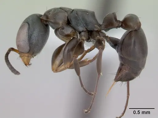 Pseudomyrmex sericeus specimen CASENT0173765 image casent0173765_3