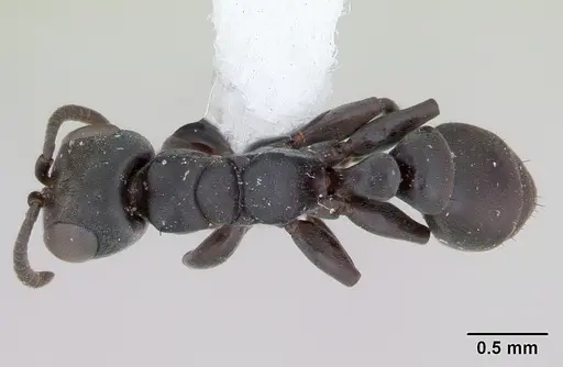 Pseudomyrmex sericeus specimen CASENT0173773 image casent0173773_1