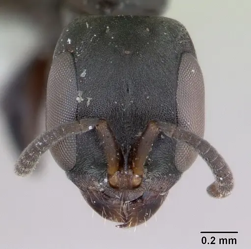 Pseudomyrmex sericeus specimen CASENT0173773 image casent0173773_2