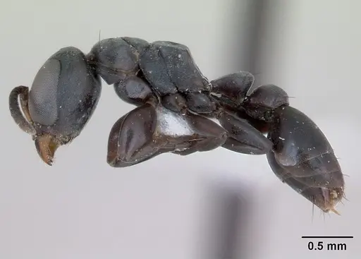 Pseudomyrmex sericeus specimen CASENT0173773 image casent0173773_3
