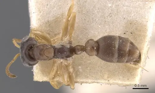 Pseudomyrmex sericeus specimen CASENT0907560 image casent0907560_1