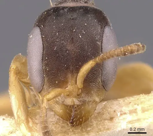 Pseudomyrmex sericeus specimen CASENT0907560 image casent0907560_2