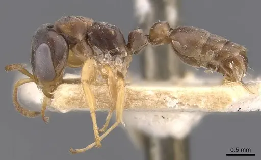 Pseudomyrmex sericeus specimen CASENT0907560 image casent0907560_3
