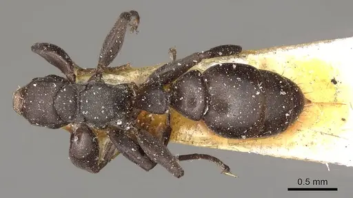 Pseudomyrmex sericeus specimen CASENT0915846 image casent0915846_1