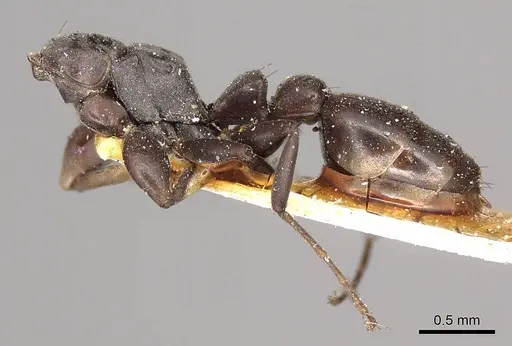 Pseudomyrmex sericeus specimen CASENT0915846 image casent0915846_2