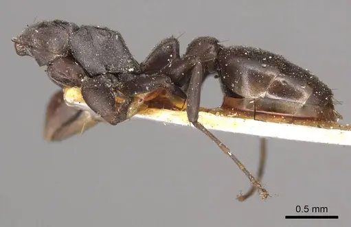 Pseudomyrmex sericeus specimen CASENT0915846 image casent0915846_3