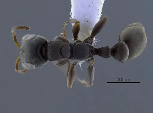 Pseudomyrmex sericeus specimen CBUMAGENT41760 image cbumagent41760_1