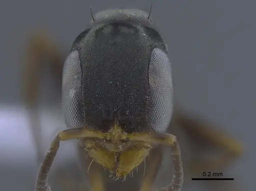 Pseudomyrmex sericeus specimen CBUMAGENT41760 image cbumagent41760_2