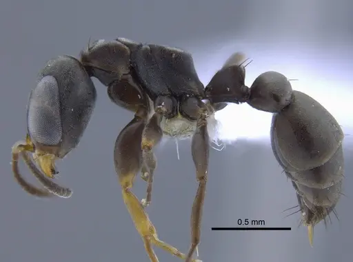 Pseudomyrmex sericeus specimen CBUMAGENT41760 image cbumagent41760_3