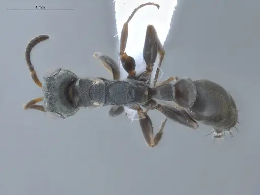 Pseudomyrmex sericeus specimen ECOFOG-BUG-1299-03 image ecofog-bug-1299-03_1