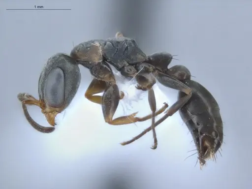 Pseudomyrmex sericeus specimen ECOFOG-BUG-1299-03 image ecofog-bug-1299-03_3