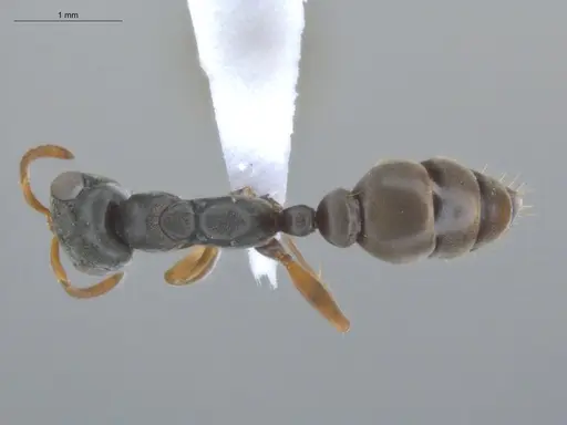 Pseudomyrmex sericeus specimen ECOFOG-MI15-0442-27 image ecofog-mi15-0442-27_1