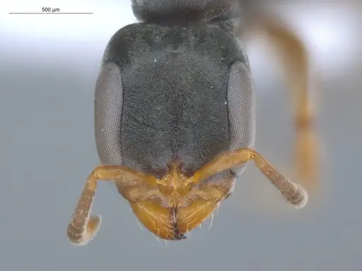 Pseudomyrmex sericeus specimen ECOFOG-MI15-0442-27 image ecofog-mi15-0442-27_2