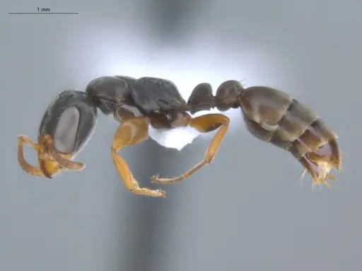 Pseudomyrmex sericeus specimen ECOFOG-MI15-0442-27 image ecofog-mi15-0442-27_3