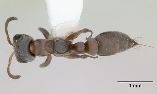 Pseudomyrmex sericeus specimen INBIOCRI001238570 image inbiocri001238570_1
