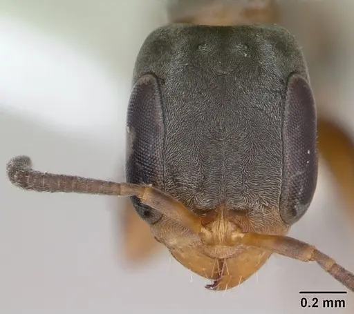 Pseudomyrmex sericeus specimen INBIOCRI001238570 image inbiocri001238570_2