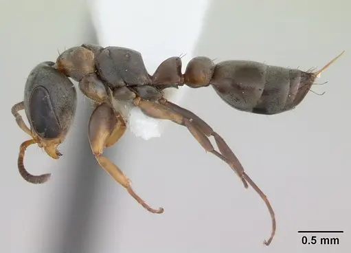 Pseudomyrmex sericeus specimen INBIOCRI001238570 image inbiocri001238570_3