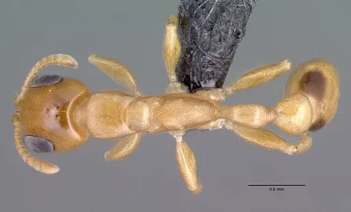 Pseudomyrmex simplex specimen CASENT0040139 image casent0040139_1