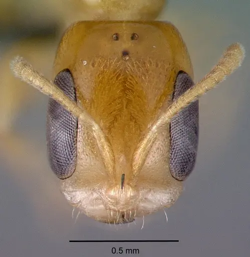 Pseudomyrmex simplex specimen CASENT0040139 image casent0040139_2