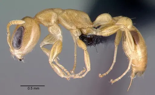 Pseudomyrmex simplex specimen CASENT0040139 image casent0040139_3