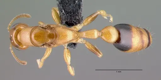 Pseudomyrmex simplex specimen CASENT0040141 image casent0040141_1