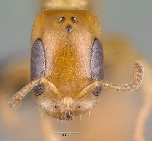 Pseudomyrmex simplex specimen CASENT0040141 image casent0040141_2