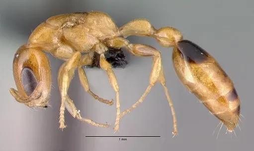 Pseudomyrmex simplex specimen CASENT0040141 image casent0040141_3