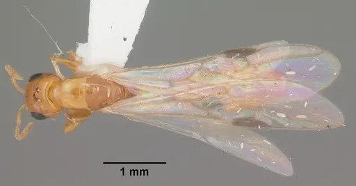 Pseudomyrmex simplex specimen CASENT0104248 image casent0104248_1