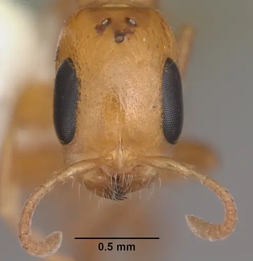 Pseudomyrmex simplex specimen CASENT0104248 image casent0104248_2