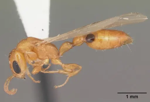 Pseudomyrmex simplex specimen CASENT0104248 image casent0104248_3