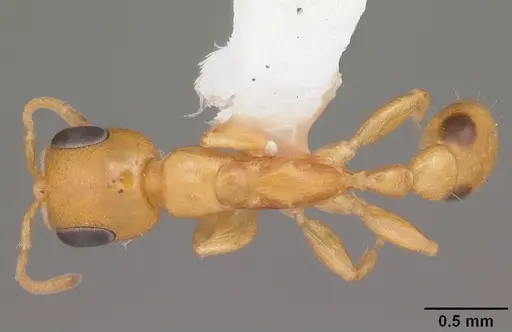 Pseudomyrmex simplex specimen CASENT0104281 image casent0104281_1