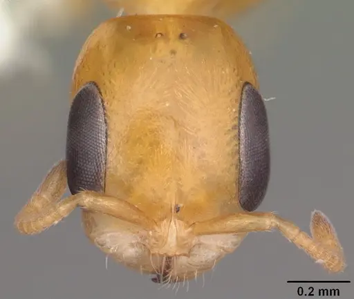 Pseudomyrmex simplex specimen CASENT0104281 image casent0104281_2