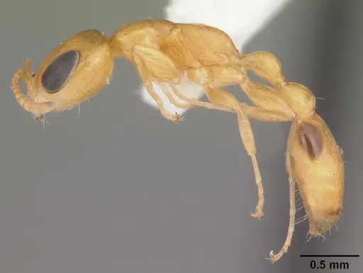 Pseudomyrmex simplex specimen CASENT0104281 image casent0104281_3