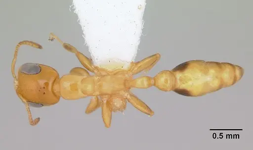 Pseudomyrmex simplex specimen CASENT0173027 image casent0173027_1