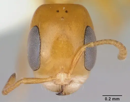 Pseudomyrmex simplex specimen CASENT0173027 image casent0173027_2