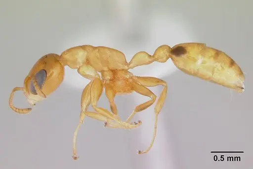 Pseudomyrmex simplex specimen CASENT0173027 image casent0173027_3