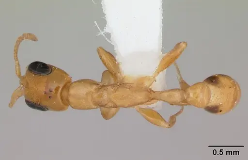 Pseudomyrmex simplex specimen CASENT0173774 image casent0173774_1