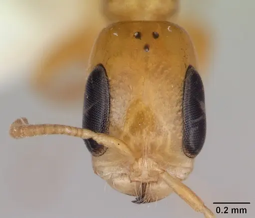 Pseudomyrmex simplex specimen CASENT0173774 image casent0173774_2