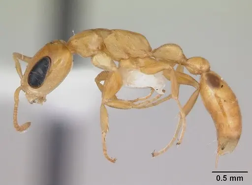 Pseudomyrmex simplex specimen CASENT0173774 image casent0173774_3