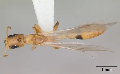 Pseudomyrmex simplex specimen CASENT0173775 image casent0173775_1