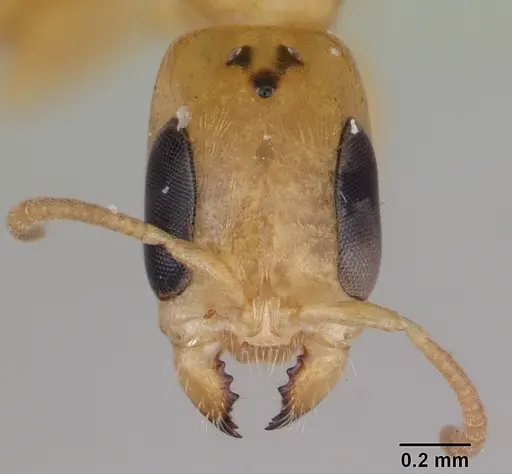 Pseudomyrmex simplex specimen CASENT0173775 image casent0173775_2
