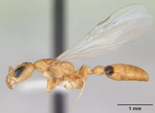 Pseudomyrmex simplex specimen CASENT0173775 image casent0173775_3