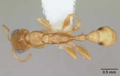 Pseudomyrmex simplex specimen CASENT0173776 image casent0173776_1